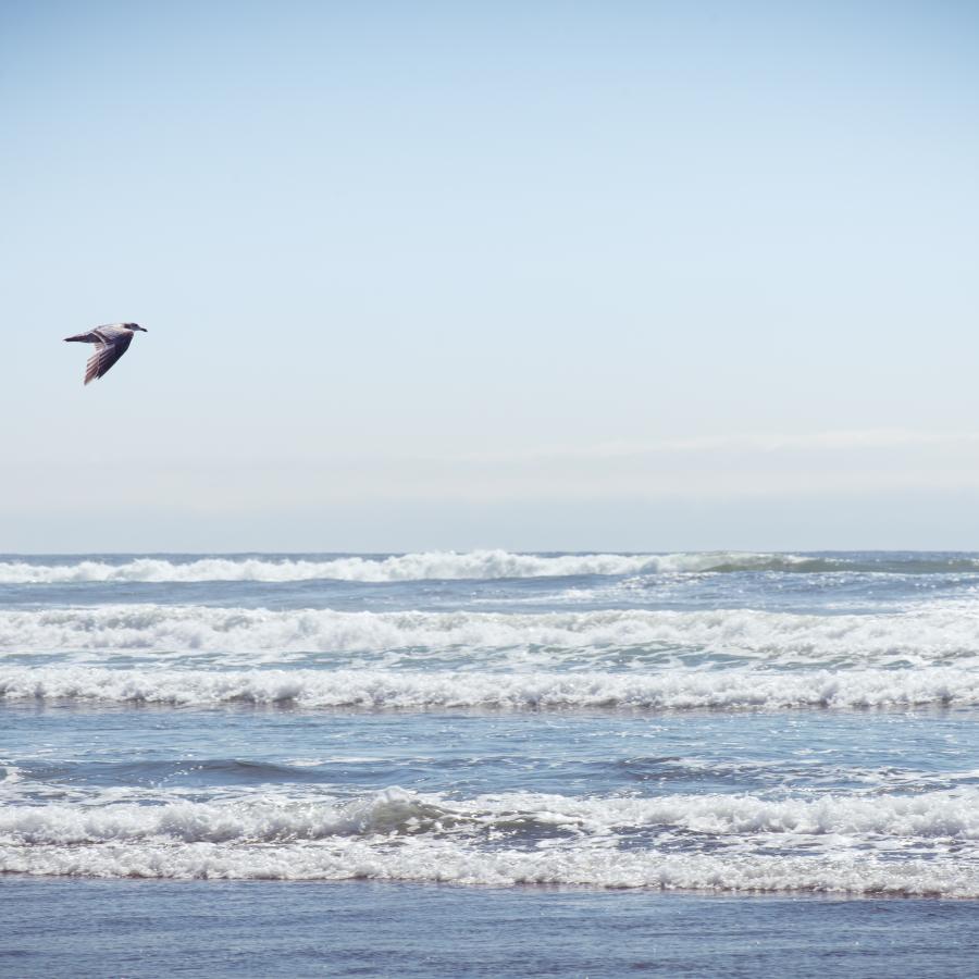 Seagull at Westhaven