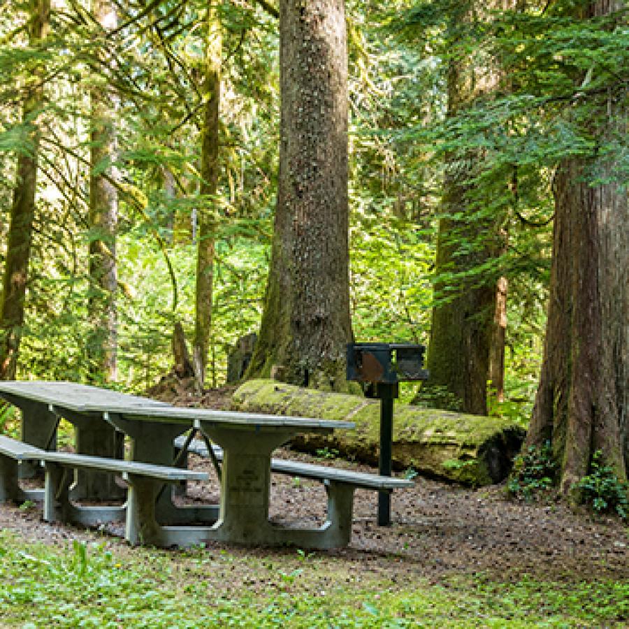 Picnic area at Federation Forest State park.