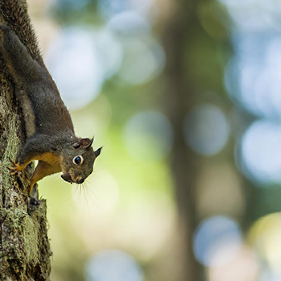 Squirrel in a tree at Federation Forest State Park.