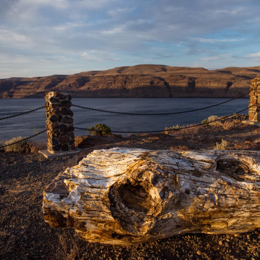A petrified log sits on gravel in front of a chain rope with the Columbia River in the background.