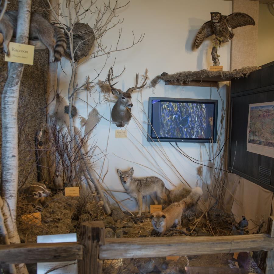 An interpretive exhibit with taxidermy animals of the area, including a raccoon, mule deer mount and coyote.