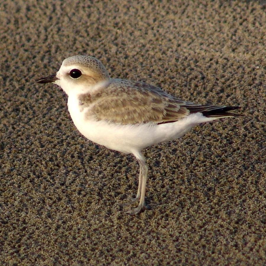 Snowy plover on beach