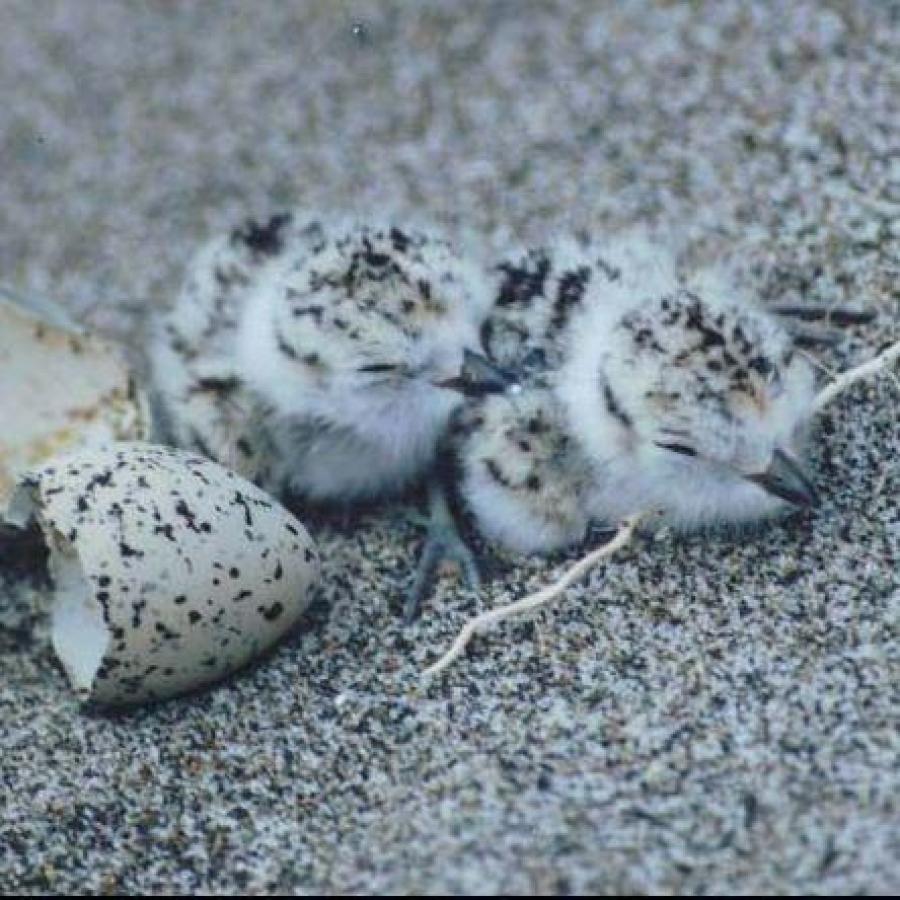 Snowy plover baby