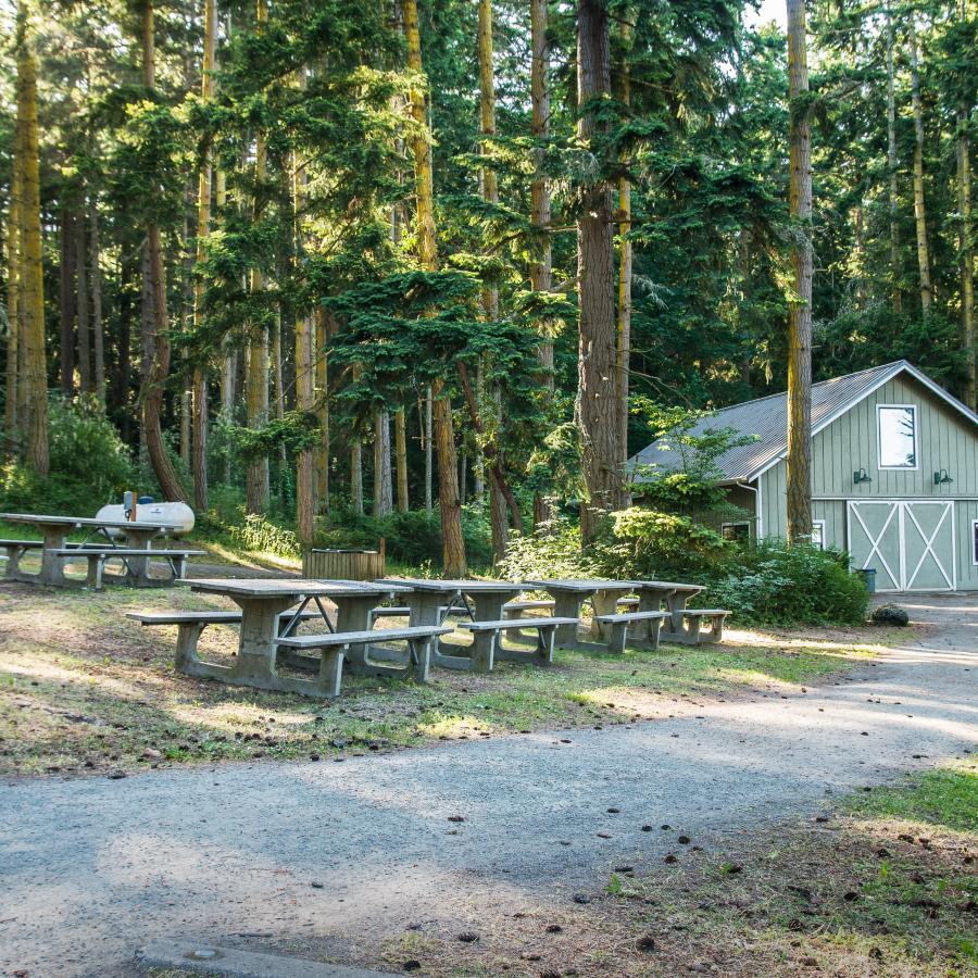 The light green Event Barn with white trim sits at the end of a gravel road surrounded by tall evergreen trees and picnic tables.