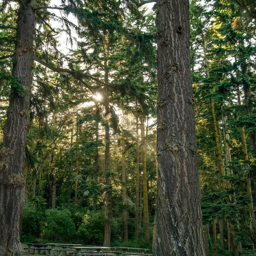 Sun rays coming through evergreen trees with picnic tables under the trees on green grass. 