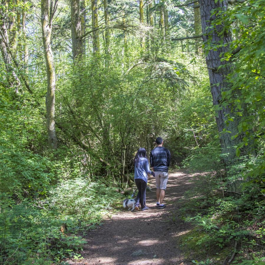 Two people walking a dog on a dirt trail through a treed forest with tall shrubs throughout. 