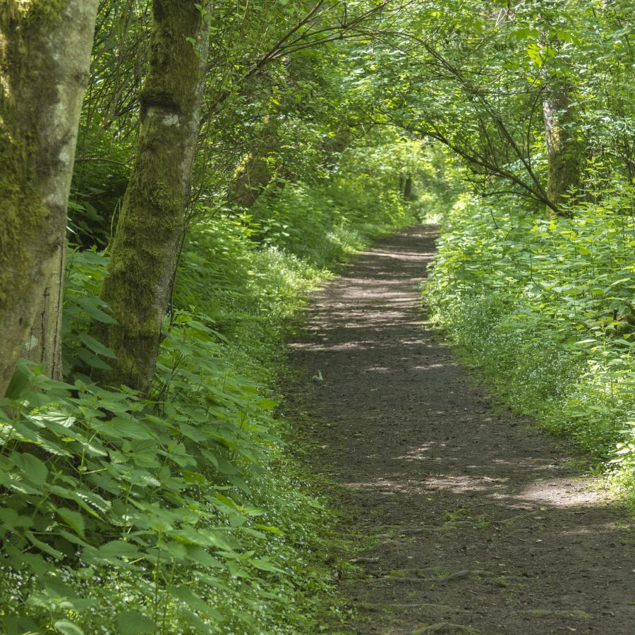 A dirt trail goes through a forest of mossy trees and tall shrubs with sunlight coming through. 