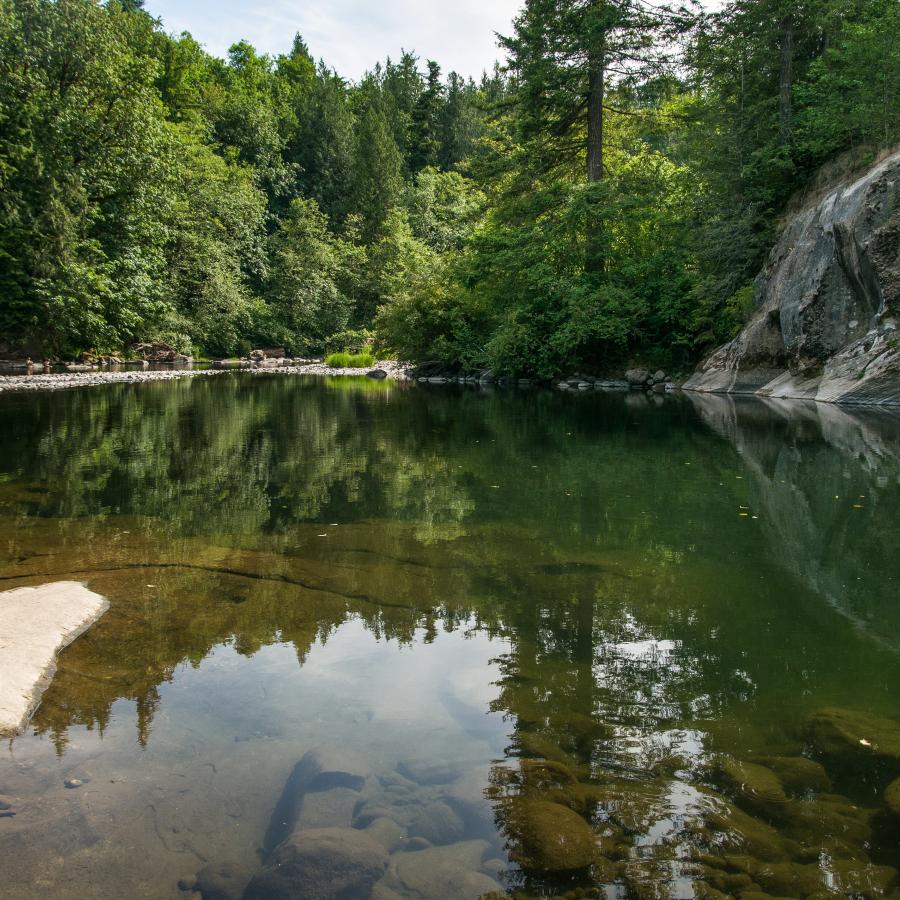 Looking over the calm, brown and green river with large rocks poking through the water. Evergreen trees are down river with a blue sky in the background.. 