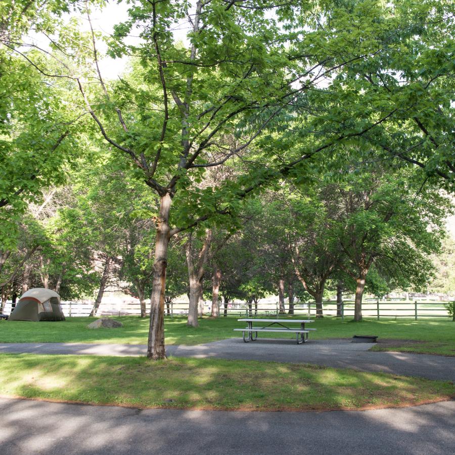 A view of the camping area set on green grass with green leafy trees throughout the camp. Cement roads and parking pads are in the foreground while a tent and chairs sit in the background.