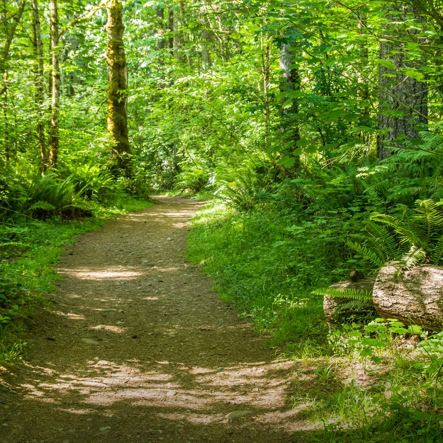 A dirt trail goes through the forest of evergreen trees, green ferns and shrubs. Sunlight is dotting the trail and plants. 