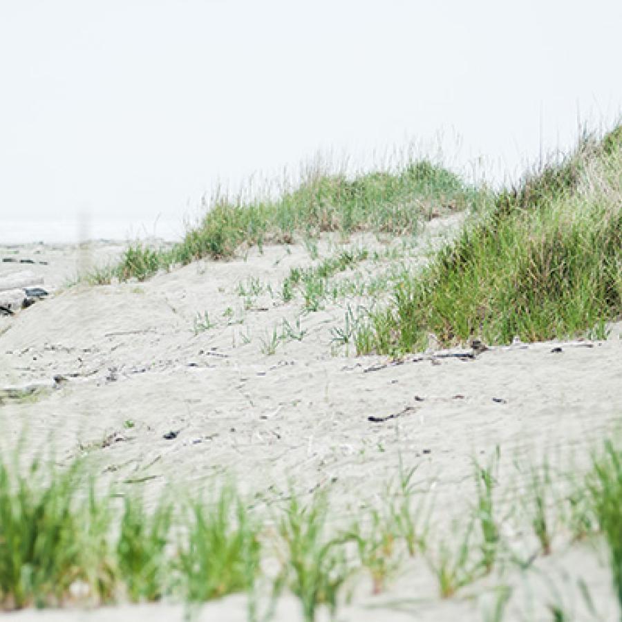 A sand dune dotted here and there with green shore grasses.