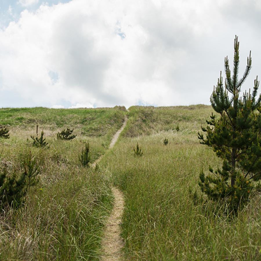 A narrow, sandy trail through dunes covered in tall, green grass and short pines  leads out to a cloudy sky above the ocean