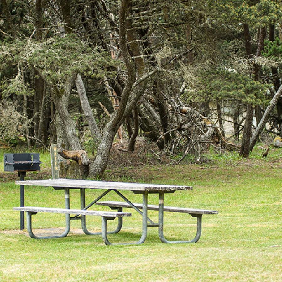 A picnic table on a green lawn with shrubby pines in the background
