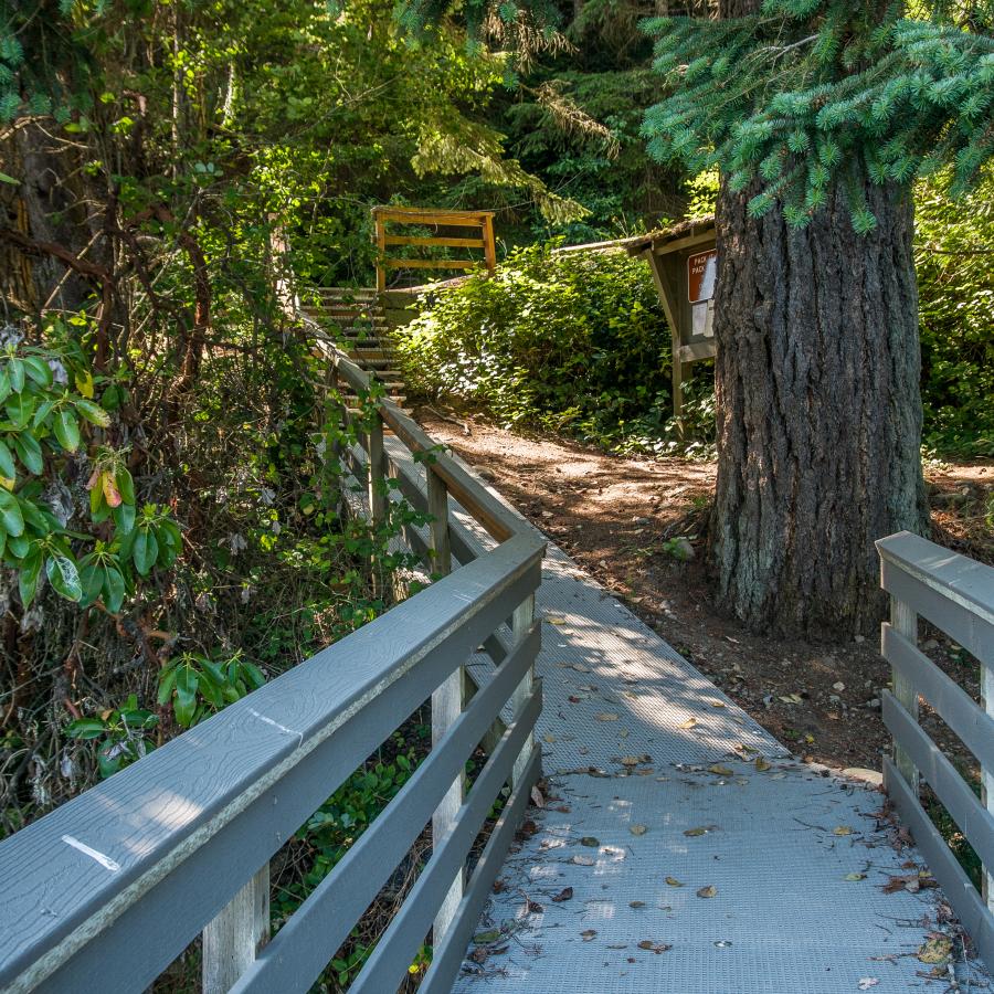 Standing at the edge of the grey dock, looking uphill at a staircase with wood rails, a large evergreen tree sits on the right with a bulletin board poking out behind the tree. A leafy bush sits on the left, opposite the large tree.