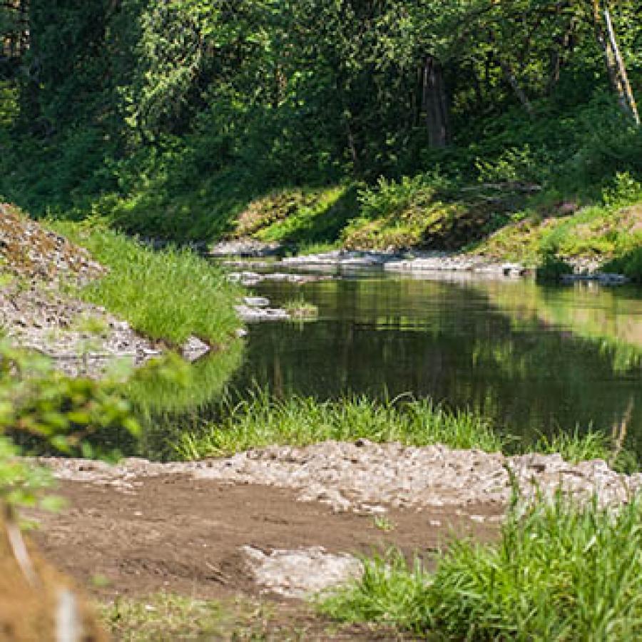 A wide calm spot on the Chehalis River. The water reflects the surrounding green forest which is bathed  in dappled sunlight. 