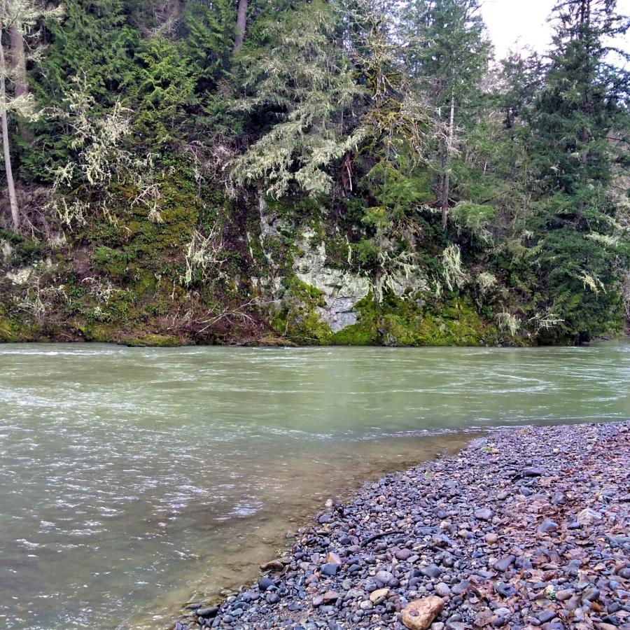 A tranquil, shallow, pale green river with a pine forest in the background and a rocky shoreline.