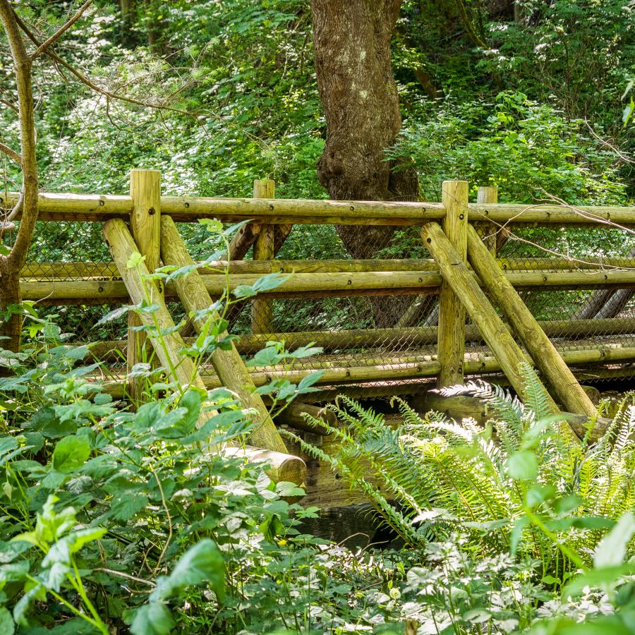 A bridge in the forest near lush ferns and greenery