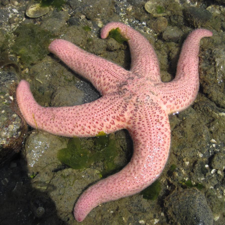 Orange sea star at Penrose Point