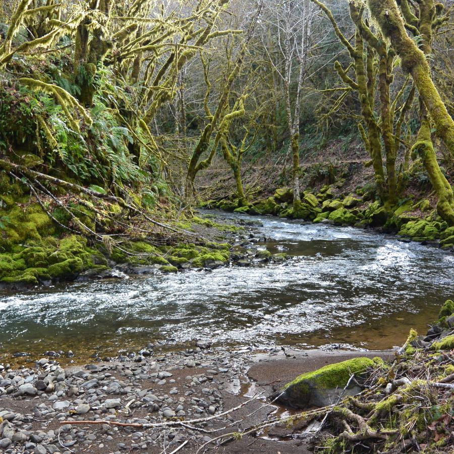 A shallow, rippling stream runs through a forest full of moss-covered trees