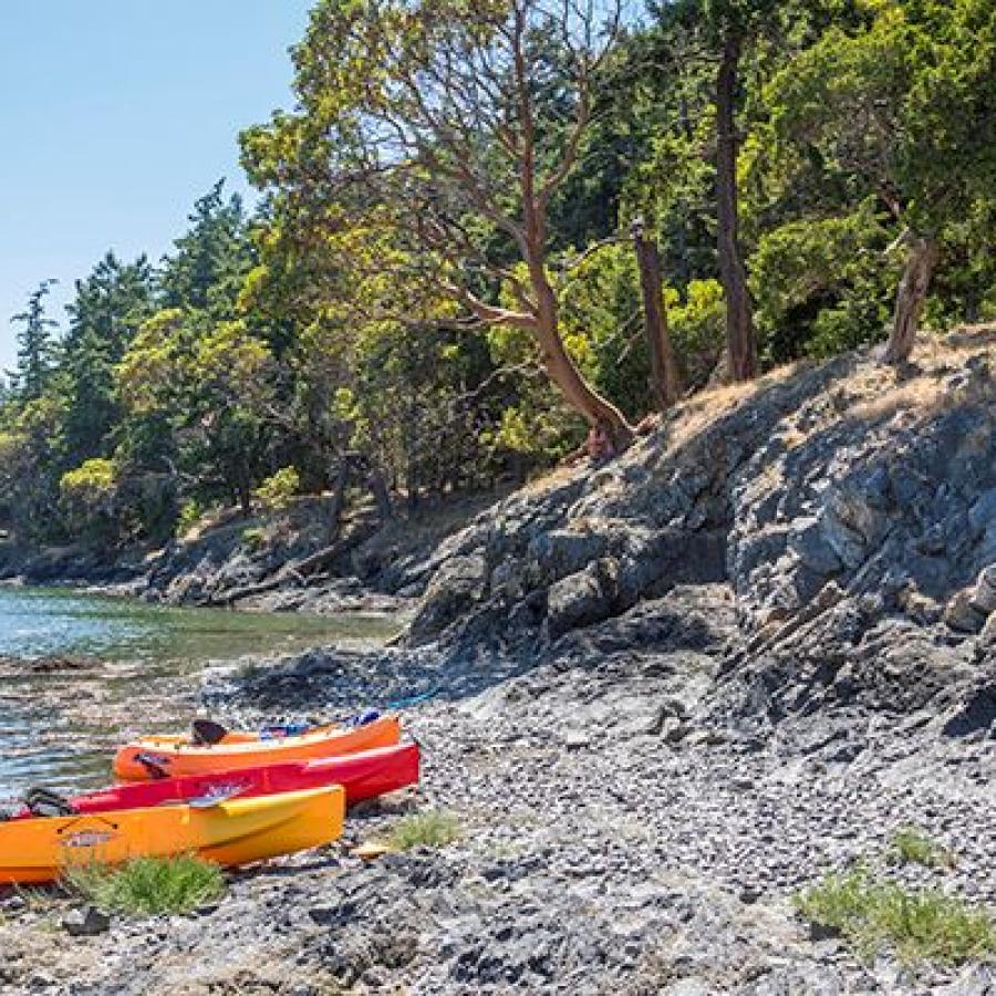 Beach with kayaks and trees