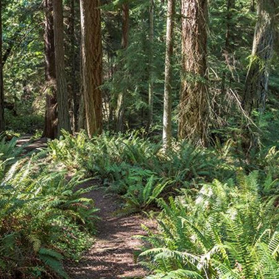 Forested trail with large ferns