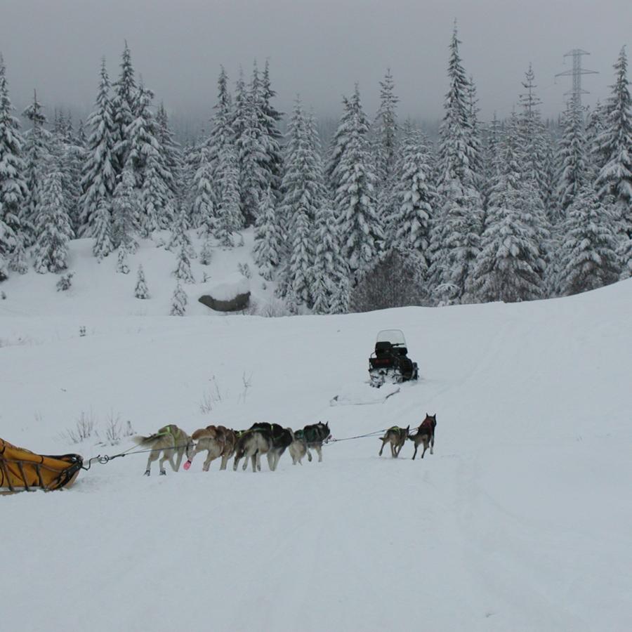 A orange dog sled with seven dogs pulling as the rider, with a red and black jacket and black pants, hangs on for the ride. Snow covered trees and hillside sit in the background. 