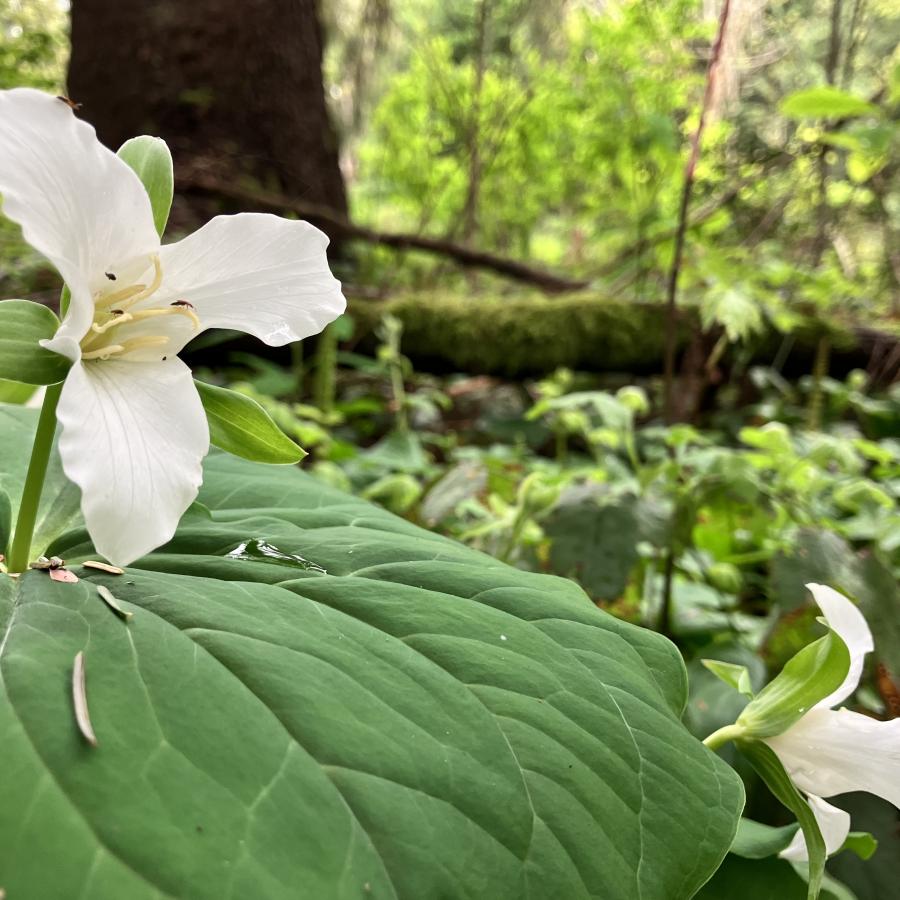 Trillium flower in bloom along a hiking trail.