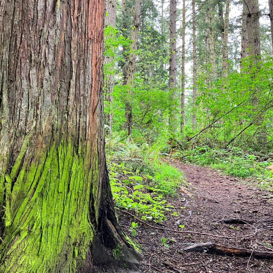 Vibrant, green lichen encrusted tree along a hiking trail.