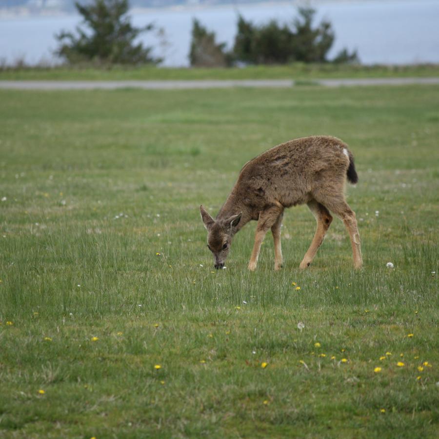 Young deer eating in a field of grass and flowers.
