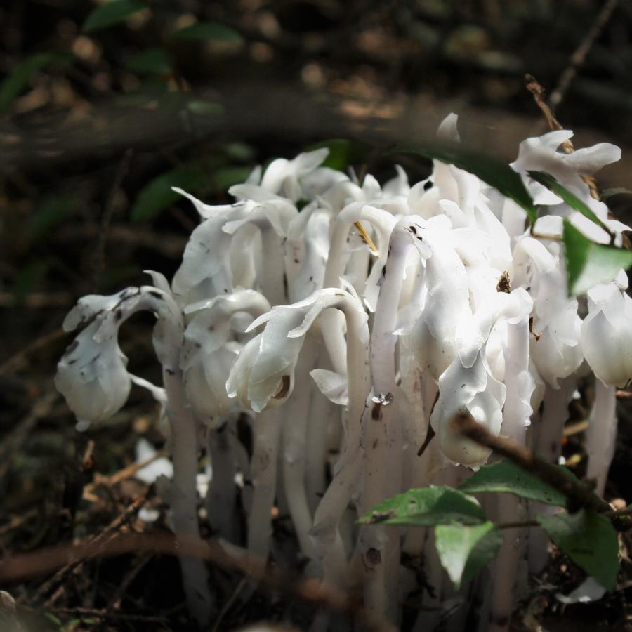 Ghost pipe- a parasitic plant found seasonally in the forest.