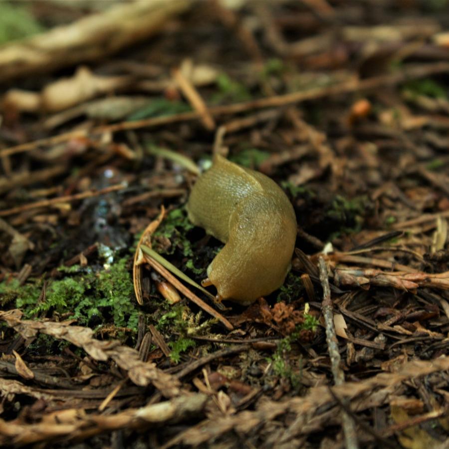 Banana slug moving along the forest floor. 