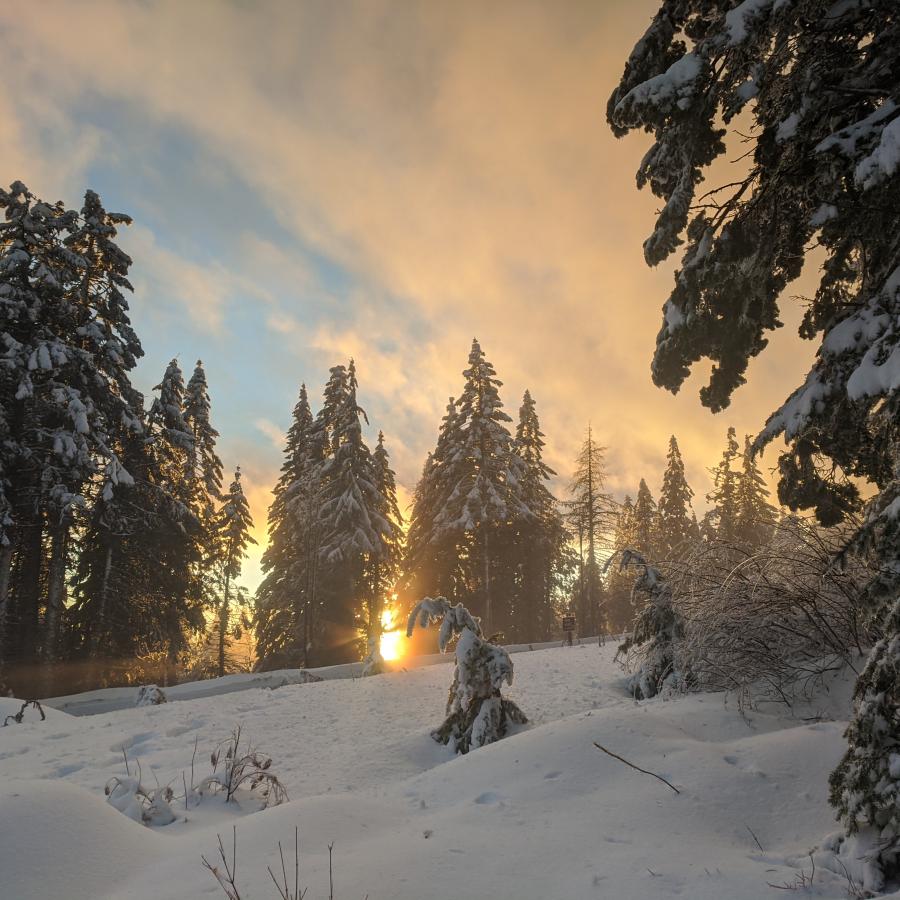 Sunrise over snow covered fir trees