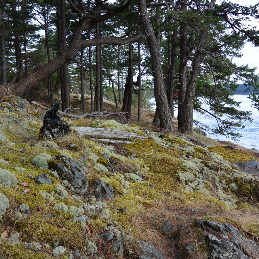 Narrow trail through wind swept trees with moss coved rocks, sea view.