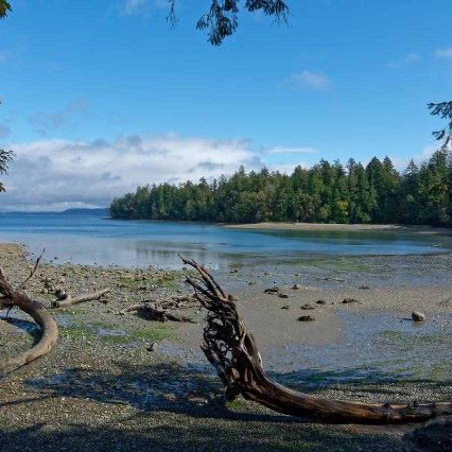 Penrose Point beach with driftwood