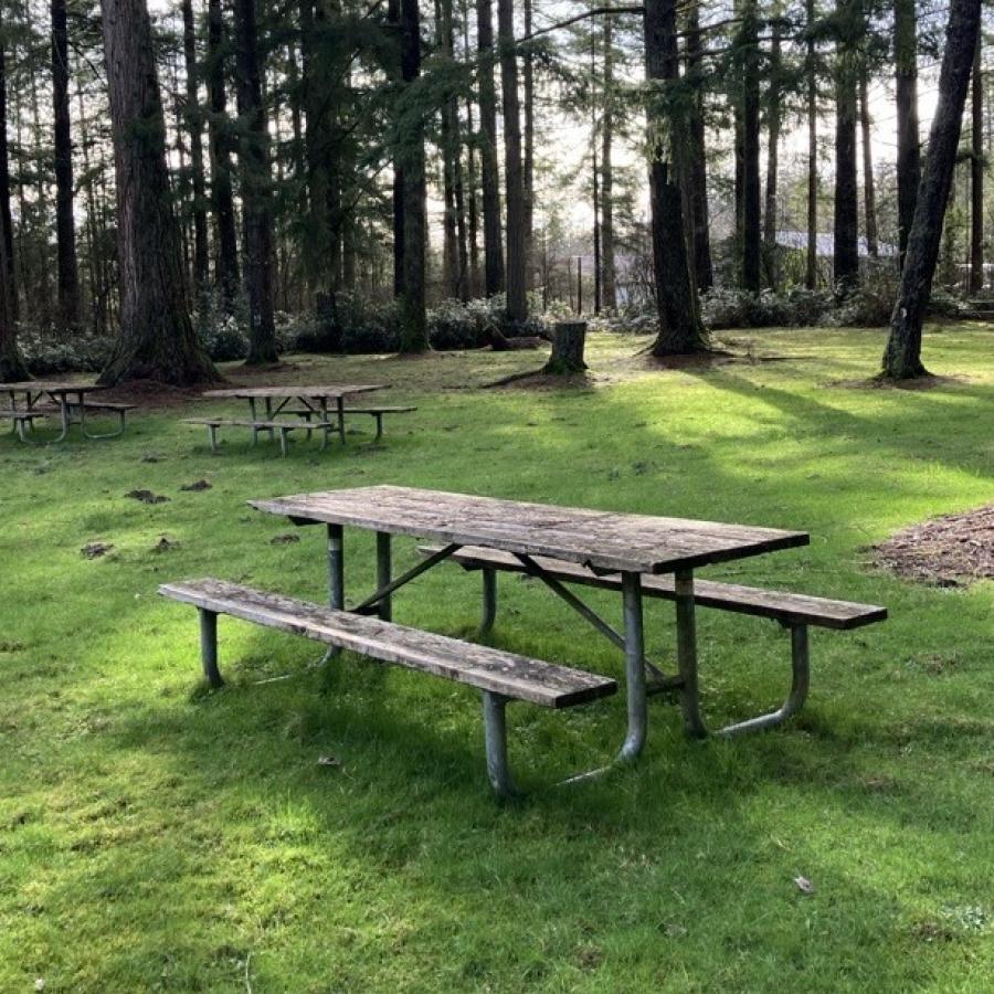 picnic table surrounded by tall pine trees on a grassy knoll