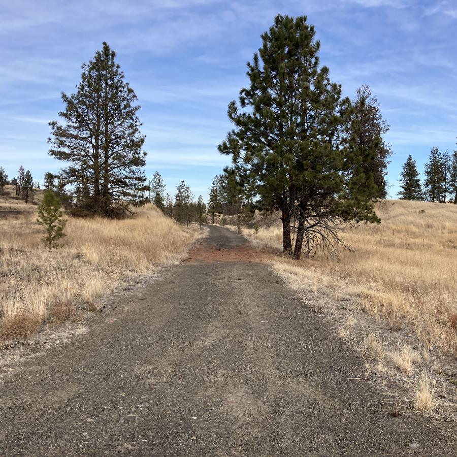 A gravel trail runs through tall trees