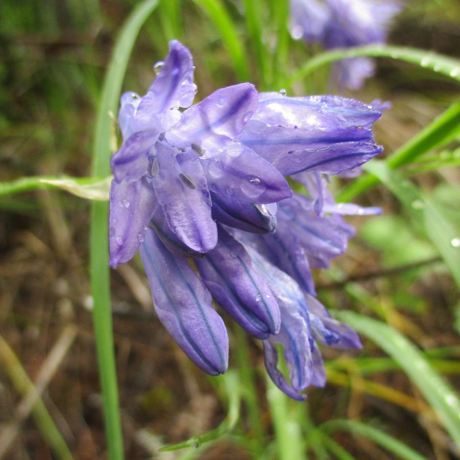 Blue umber lily with purple pedals and blue strip down the middle