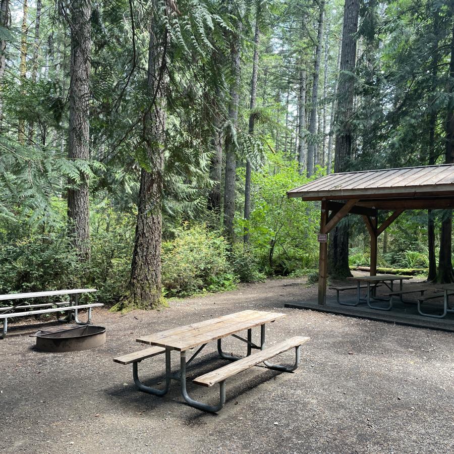 Jarrell Cove group camp site with picnic tables and tall trees