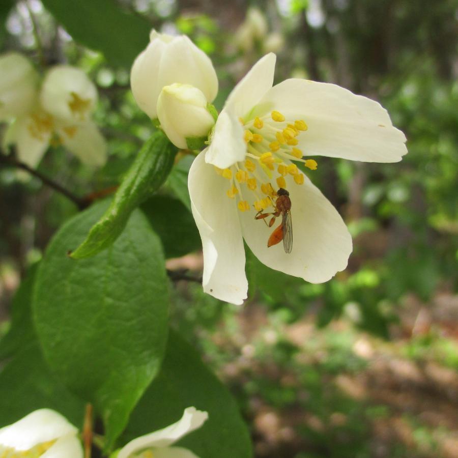 A reddish-orange wasp feeds on the yellow pistils of a white mock orange flower.