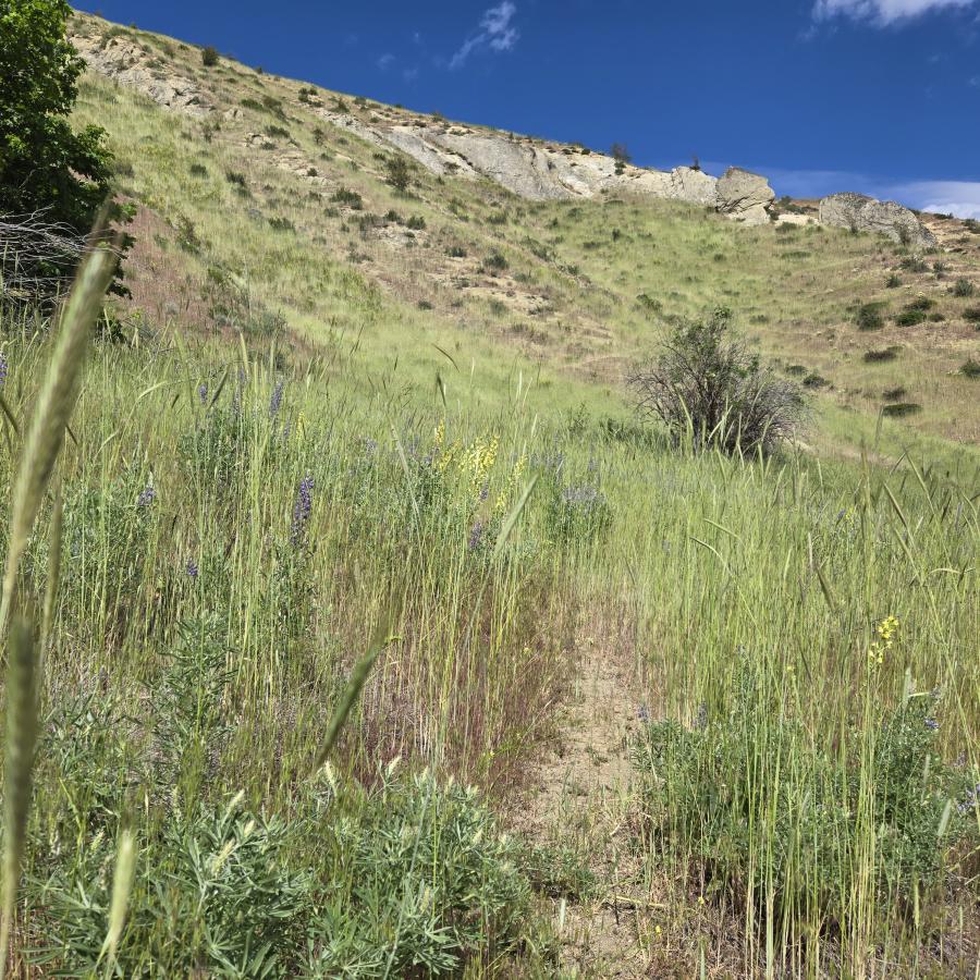 Flowers along a trail on a sunny day