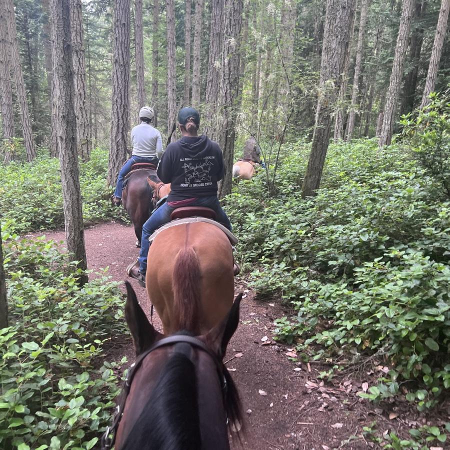 Three equestrian riders sit atop dark brown and tan horses, walking on a dirt trail with green leafy bushes and tall trees surrounding them. 