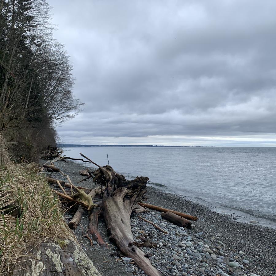 A rocky beach with a pile of driftwood and a treed hillside to the left. Across the water, land jets out meeting the grey, cloudy sky