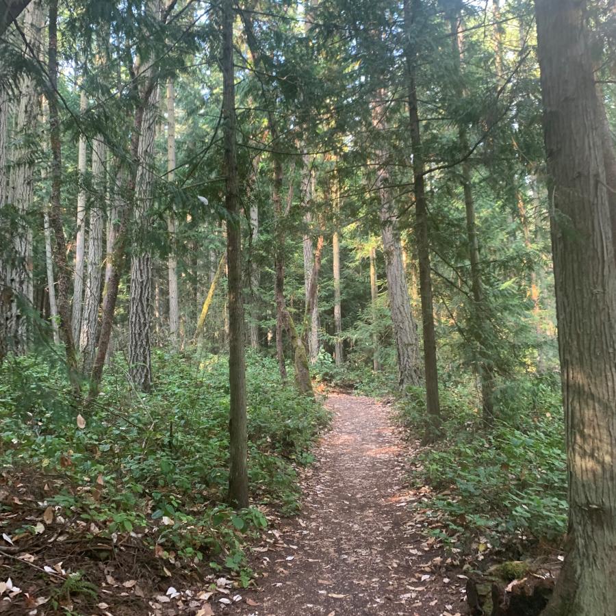 A dirt trail with brown leaves on it goes through a green forest with tall trees and short green bushes on the sides. Rays of sun illuminate some of the trees in the background