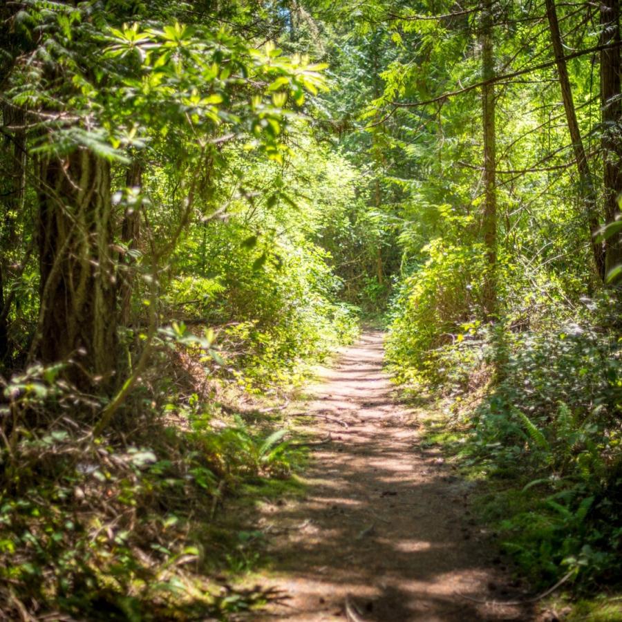 A dirt trail leads through a green forest with ferns along the edges