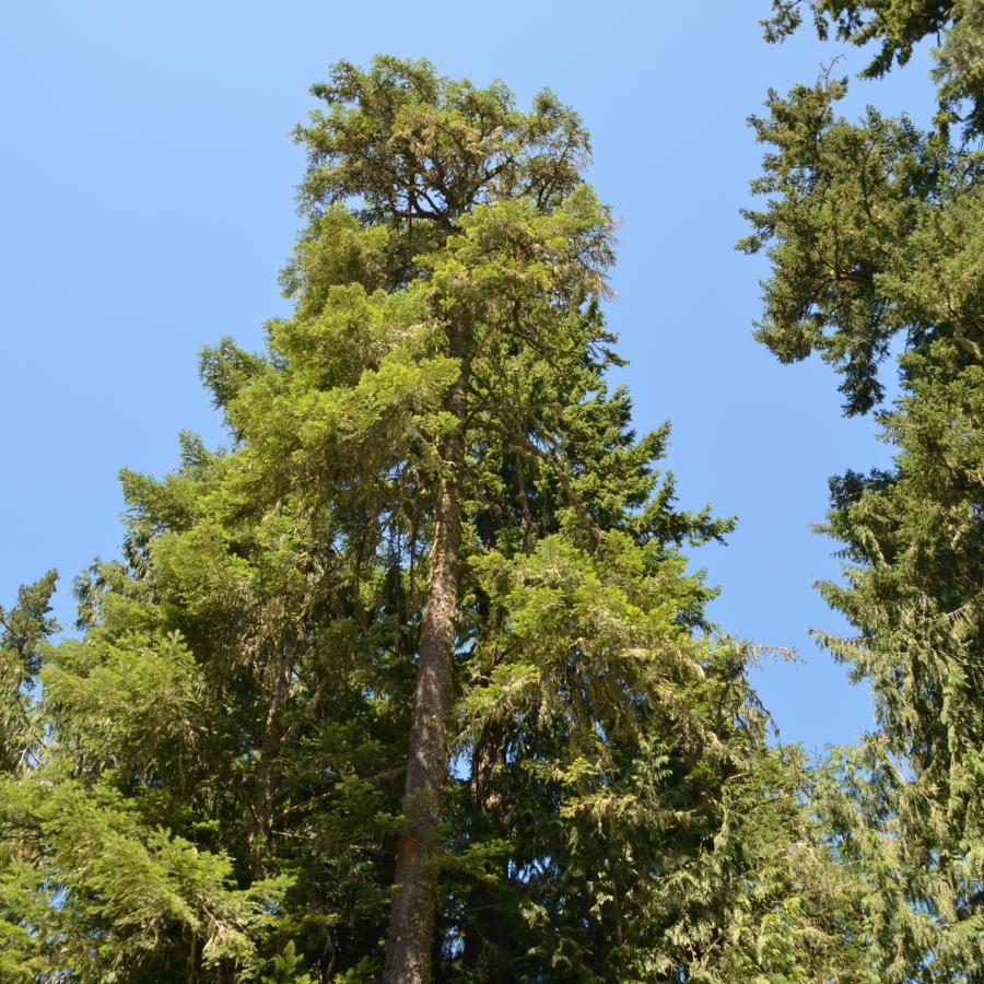 Looking up at a Tall Pine Tree with blue sky backdrop