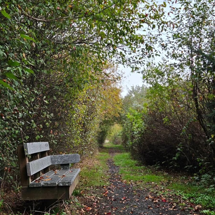 A wooden bench sits beside a narrow walking path covered with fallen leaves. The path is lined with dense green bushes and trees, creating a tunnel-like effect
