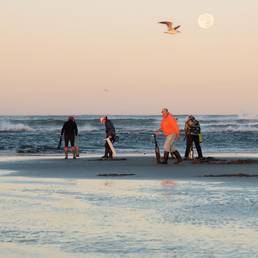  Four people dig for razor clams at dusk with a seagull nearby and the moon shining in the distance.