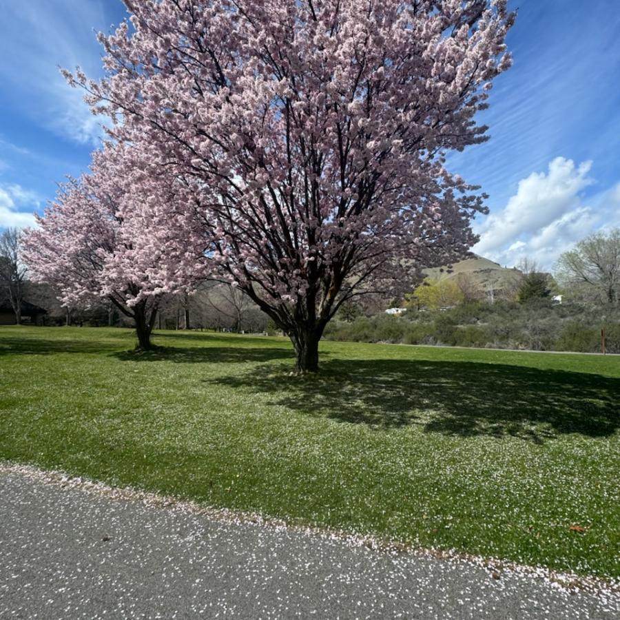 This is an image of two blossoming trees to the right of a walking path at Lincoln Rock State Park in spring. The blossoms are light pink and the clouds and bright blue sky peak through behind.