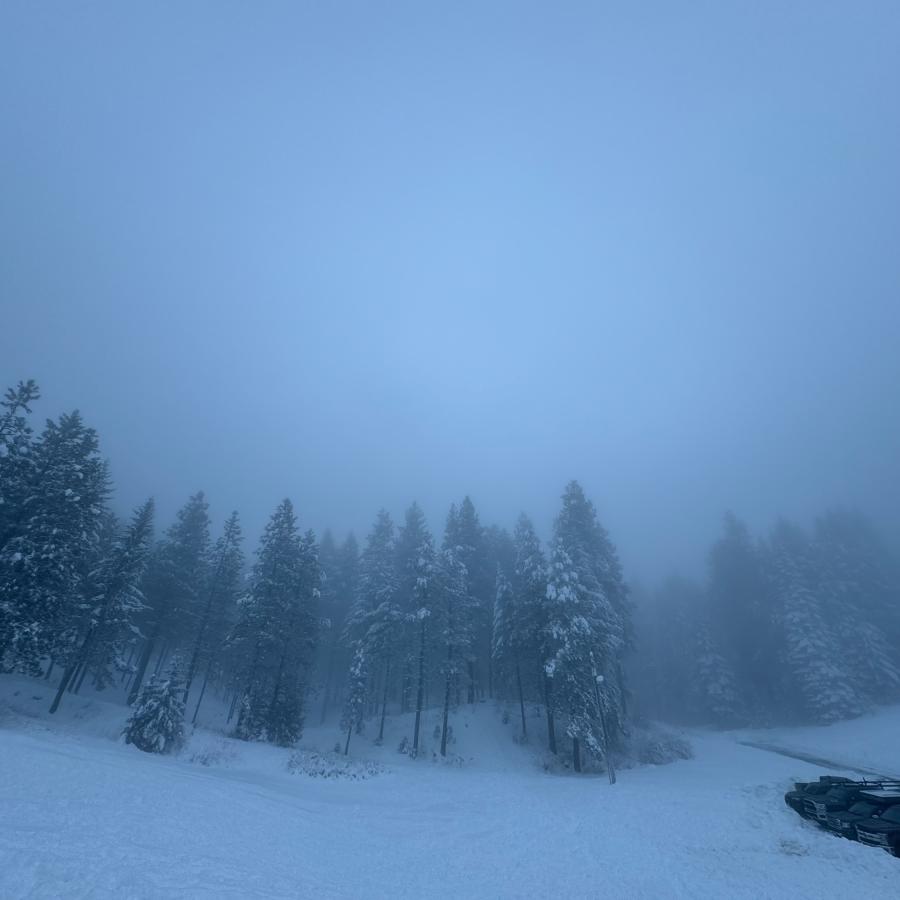 This is an image of a large field surrounded by tall evergreen trees. It is currently snowing with layers of snow on the ground. Looks like peering into a snowglobe.