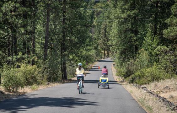 Two bicyclists ride downhill on a paved road through pine trees.